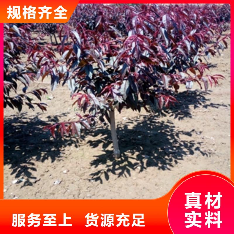 【桃树】泰山景松造型景松厂家直销售后完善