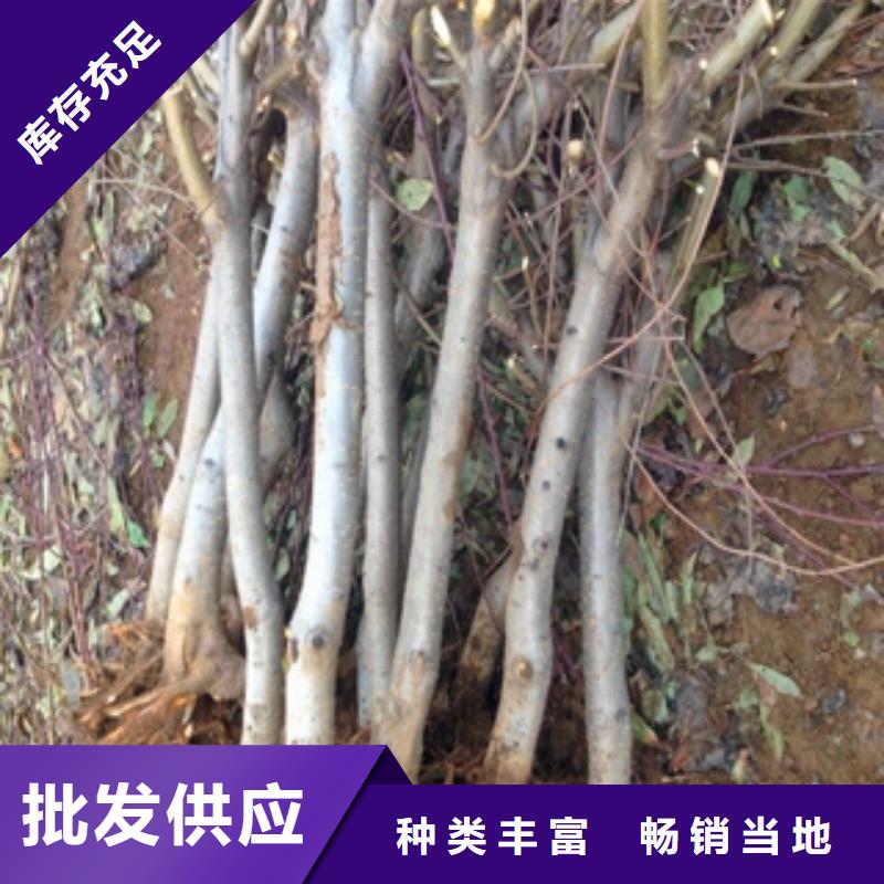 桃树蓝莓苗库存丰富