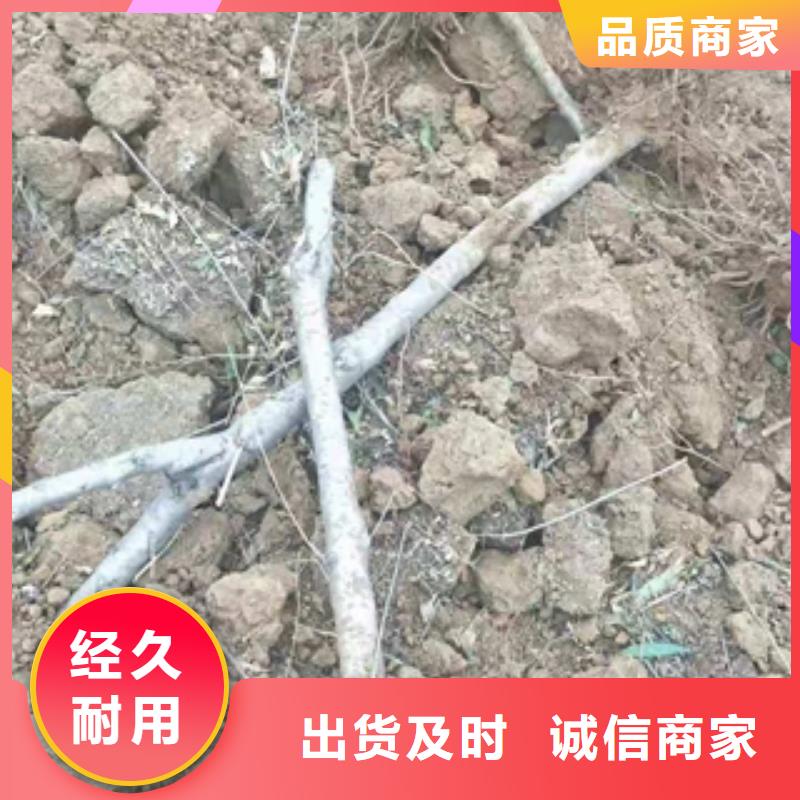 桃树占地果树厂家直销大量现货