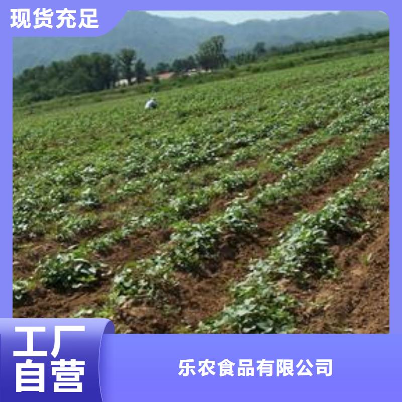 大兴安岭麦茬苗普薯32号（红薯苗）介绍