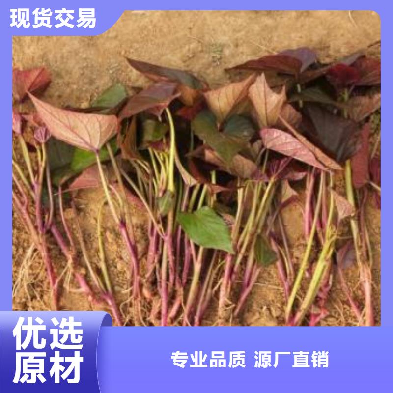 西安紫红薯苗种植方法