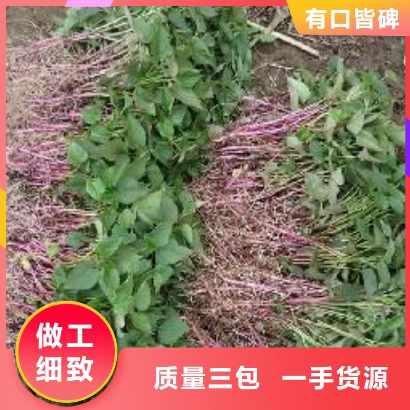 滁州绫紫薯苗多年种植经验- 当地 精心推荐-产品资讯