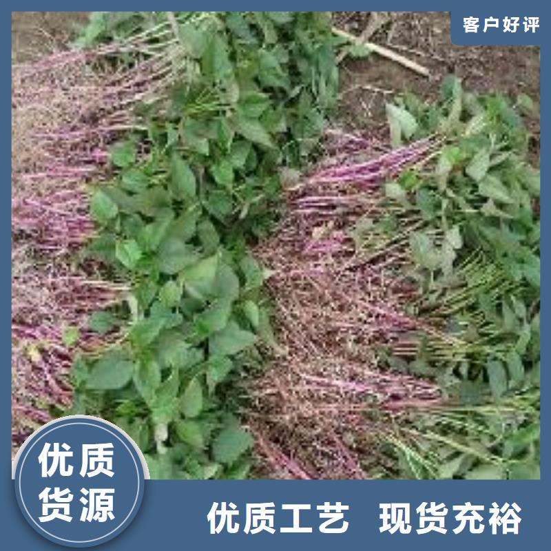 乐农宿州紫薯苗（春薯苗）区别供货及时