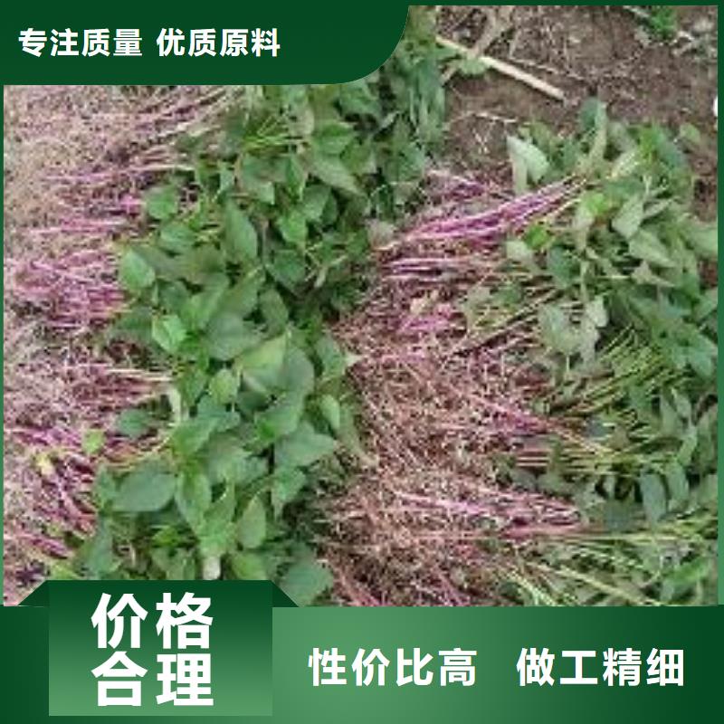 《乐农》大理紫薯种苗多年种植经验