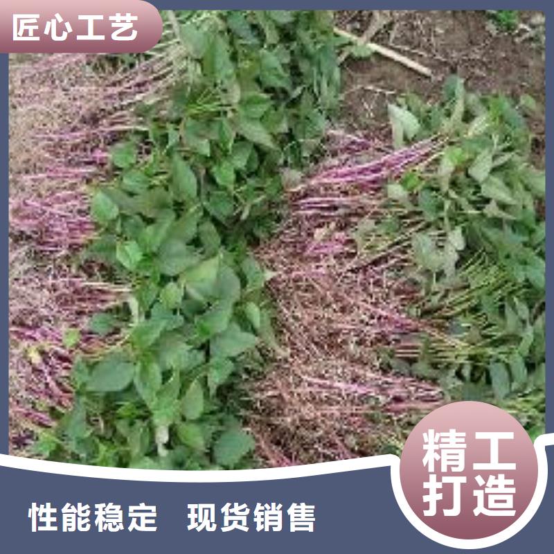 【乐农】楚雄紫红薯苗批发销售
