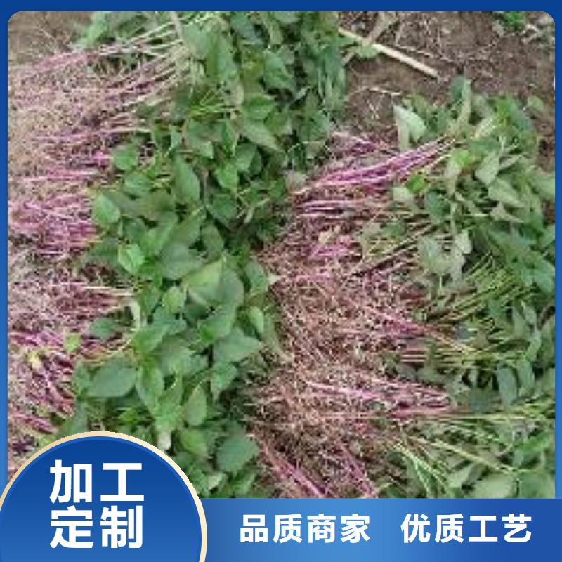 甄选：湖南济黑1号紫薯苗专业培育基地-乐农食品有限公司