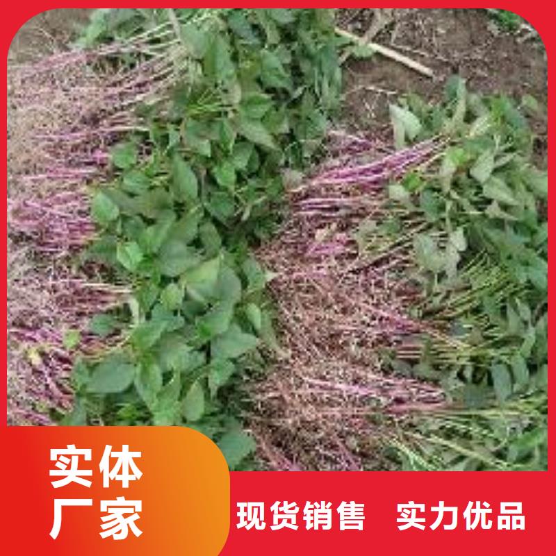 甄选：聊城济黑1号紫薯苗品种纯正-乐农食品有限公司