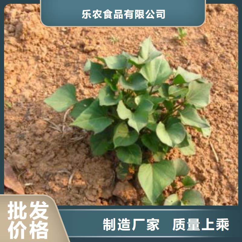 临夏高产红薯苗（预售中）种植方法