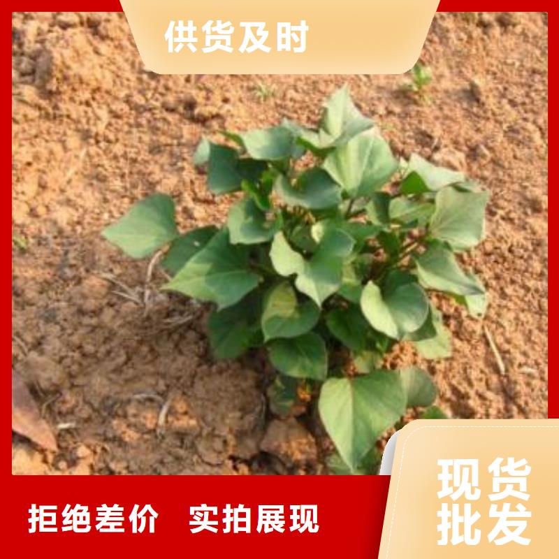 贵州紫薯苗-乐农食品有限公司-产品视频