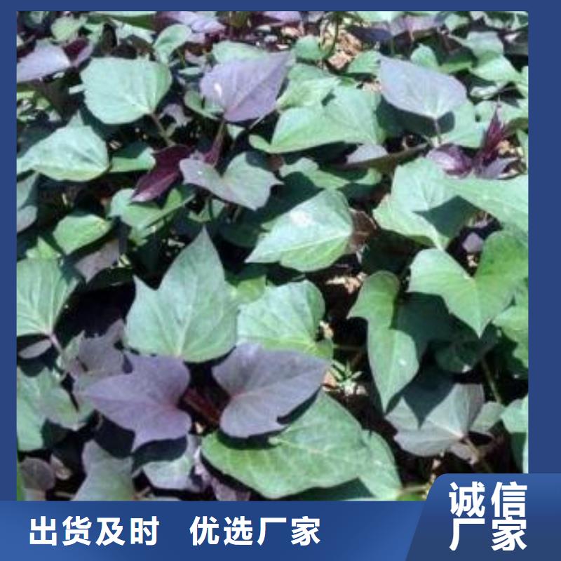 [乐农]哈尔滨紫薯种苗批发