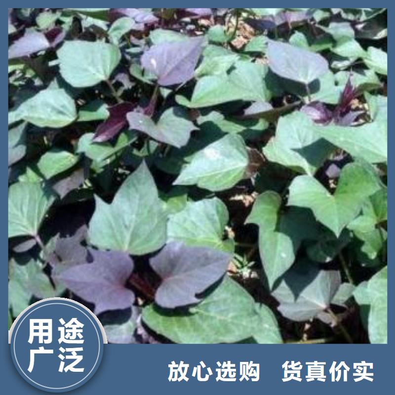 优选：安徽省黄山紫薯种子供应