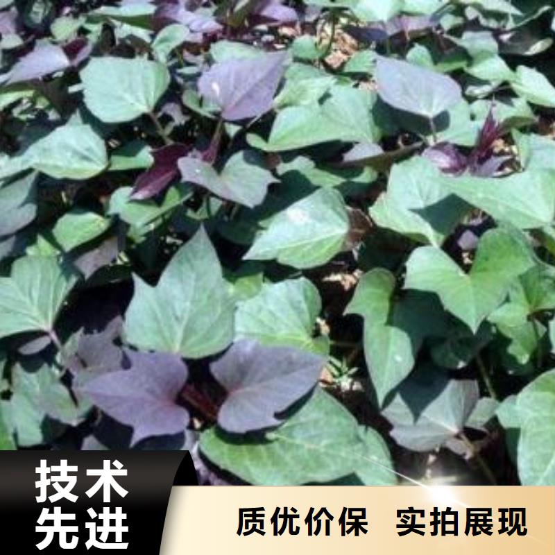 【乐农】鹤岗脱毒紫薯苗（济黑品种）怎么种