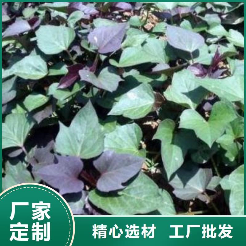 品牌：乐农-延安鲜食型紫薯苗报价_