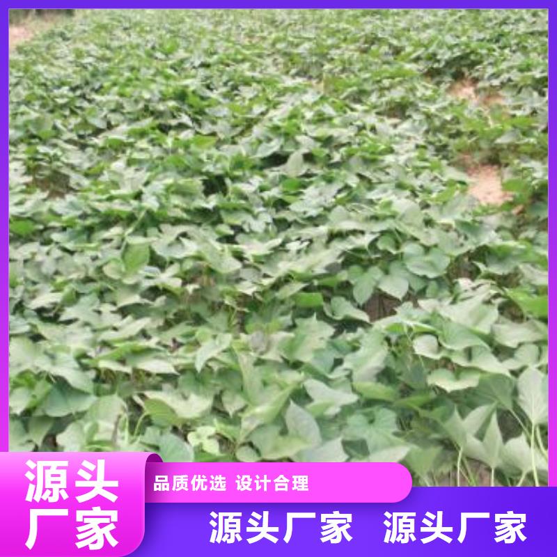 【乐农】文山紫薯苗（济黑2号上市）往年价格