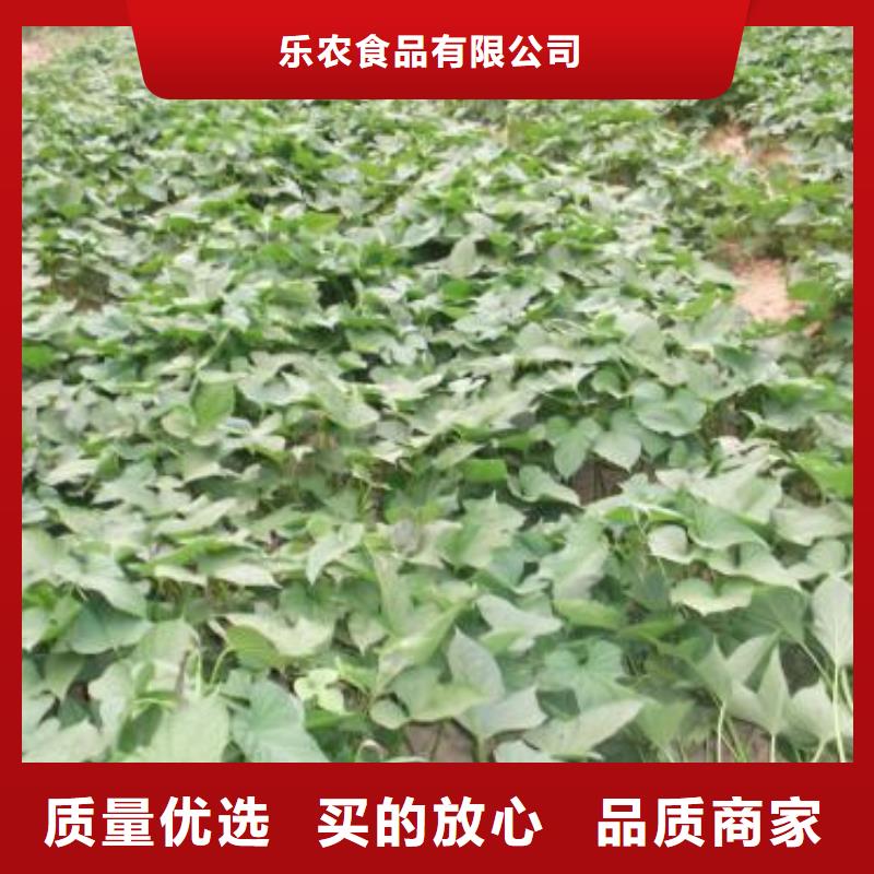 汉中紫薯苗品种繁多