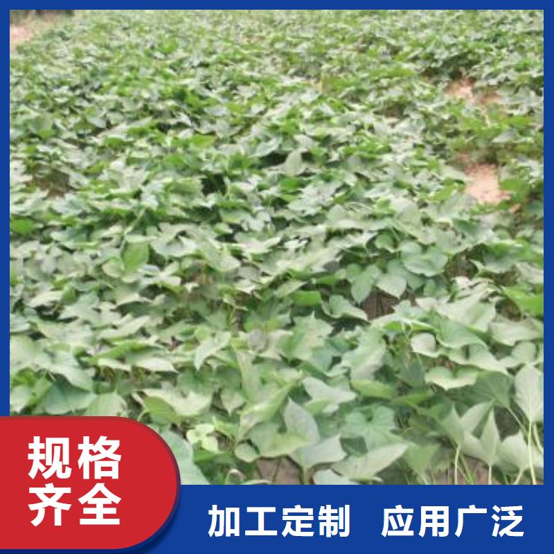 【乐农】鹤岗高产红薯苗适合种植的地方
