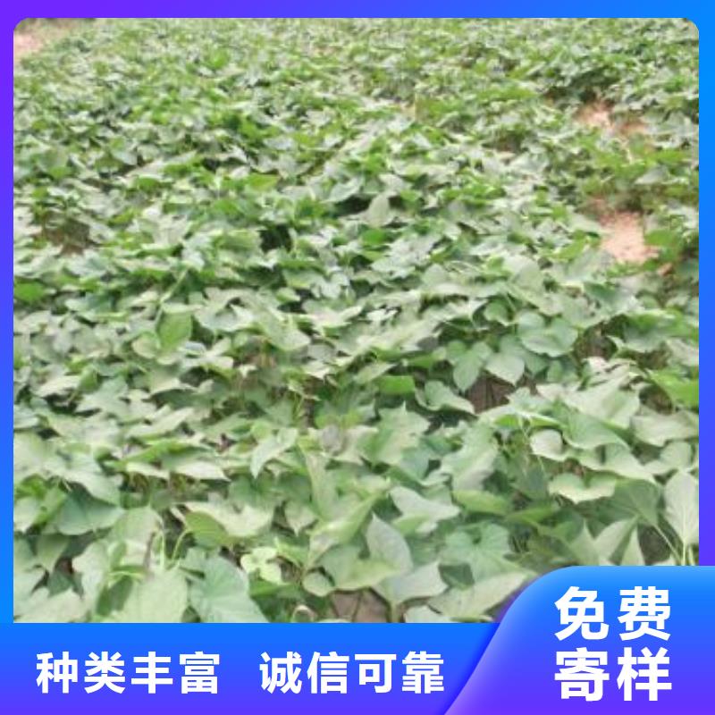 台州红甘薯苗（高剪苗）批发市场