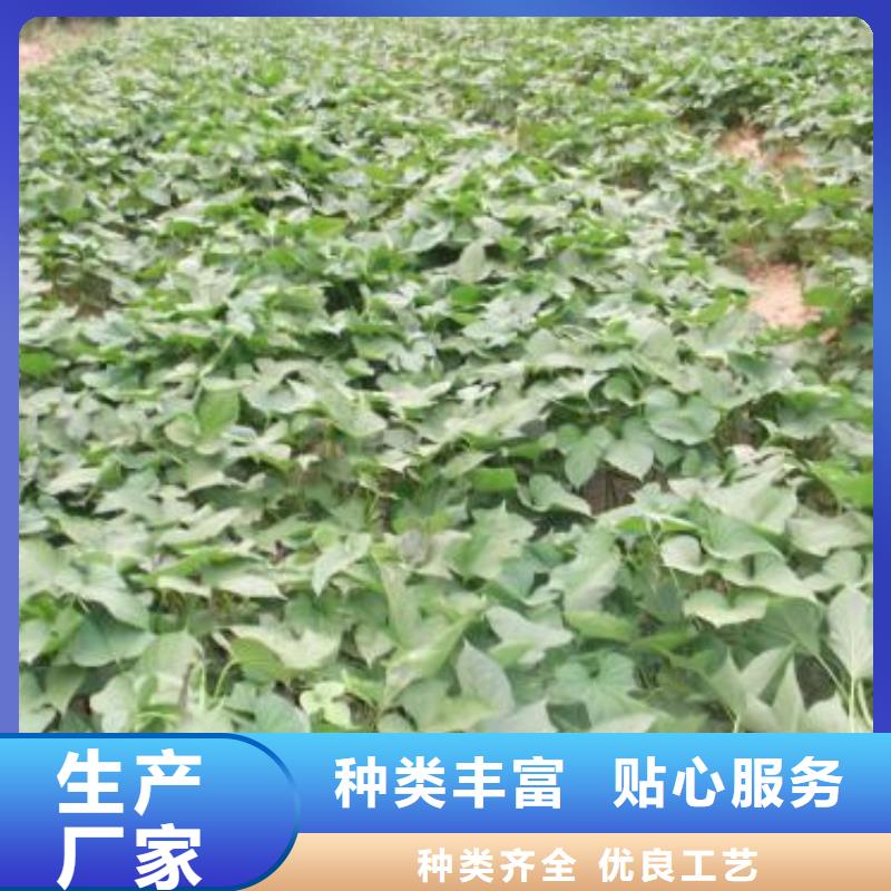 《乐农》:郴州紫红薯苗批发订购-