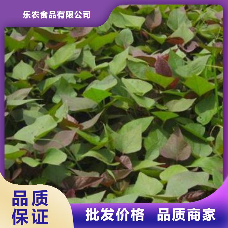 《乐农》汕头鲜食型紫薯苗图片