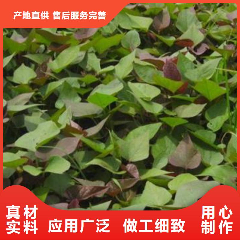 忻州鲜食型紫薯苗-《乐农》