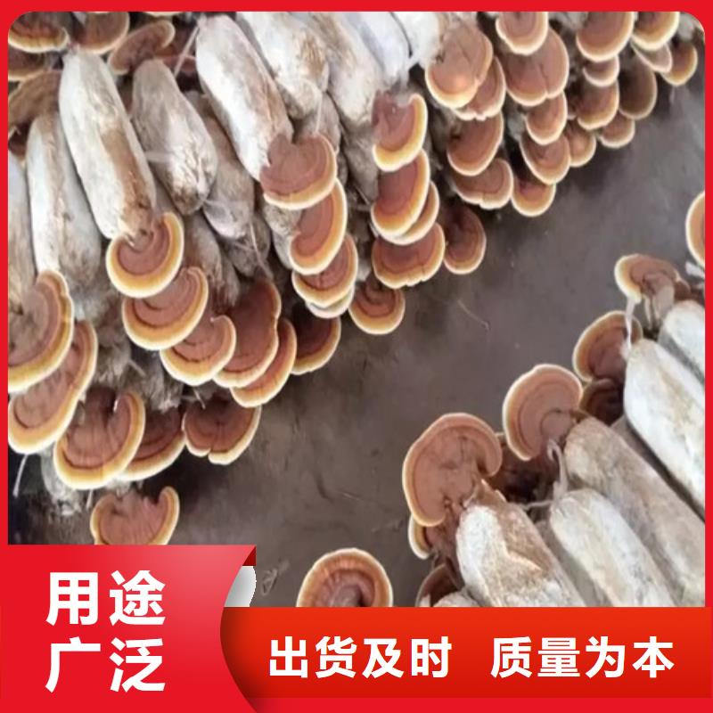 破壁灵芝孢子粉-踏踏实实做产品