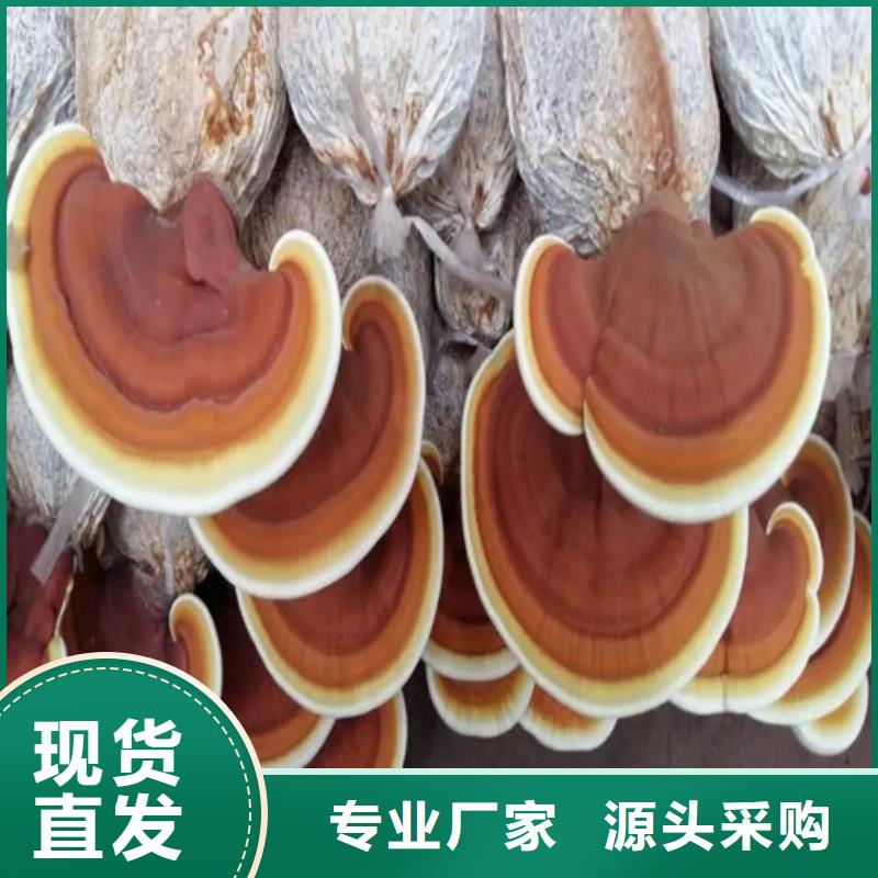 龙亭破壁灵芝孢子粉