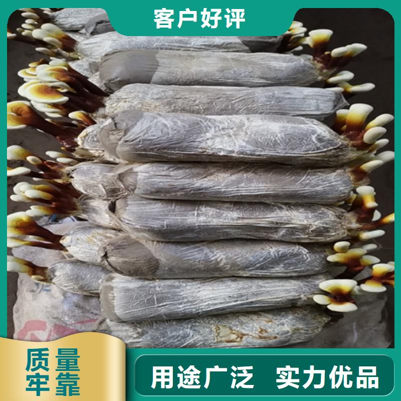 东营灵芝批发价格