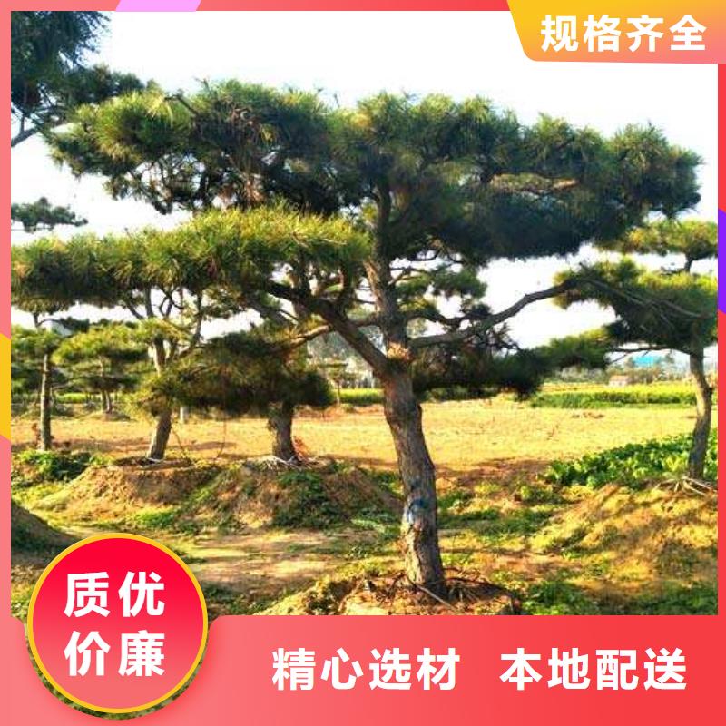 造型松-【造型松价格】工厂自营