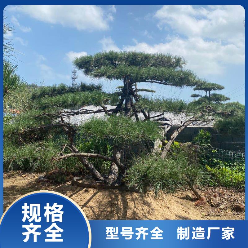 欢迎访问##延安造型油松价格##