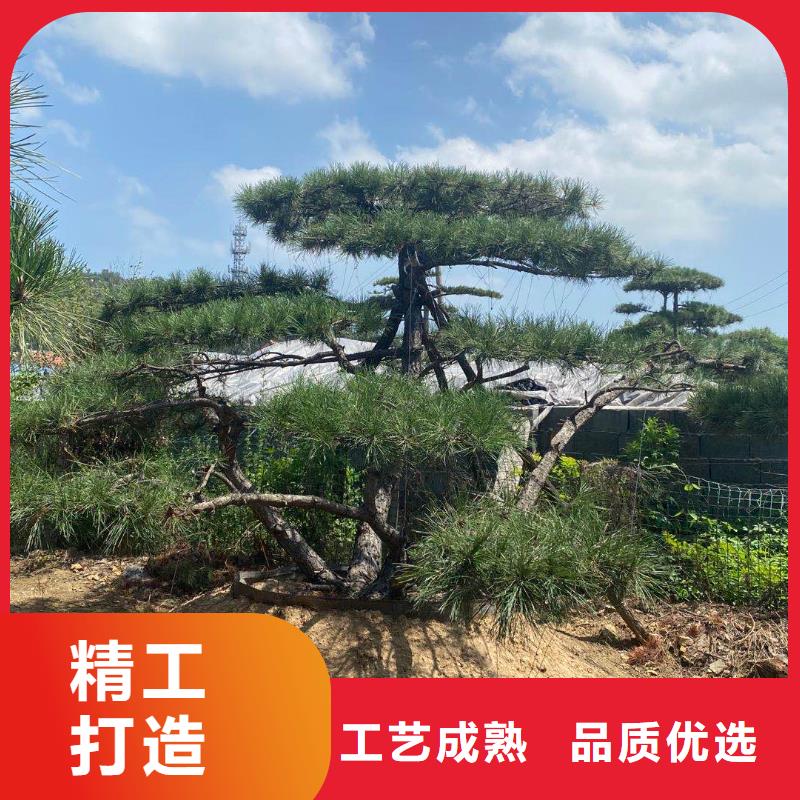 【东实】价格低的长治造型松树供货商
