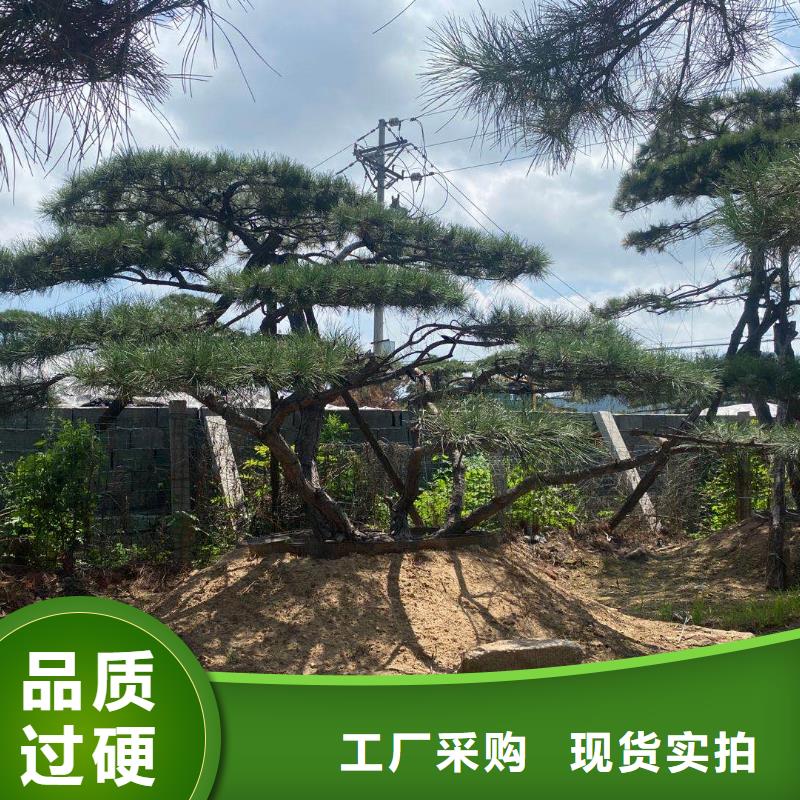 甄选：晋中景观松企业-让您放心-东实园林绿化有限公司