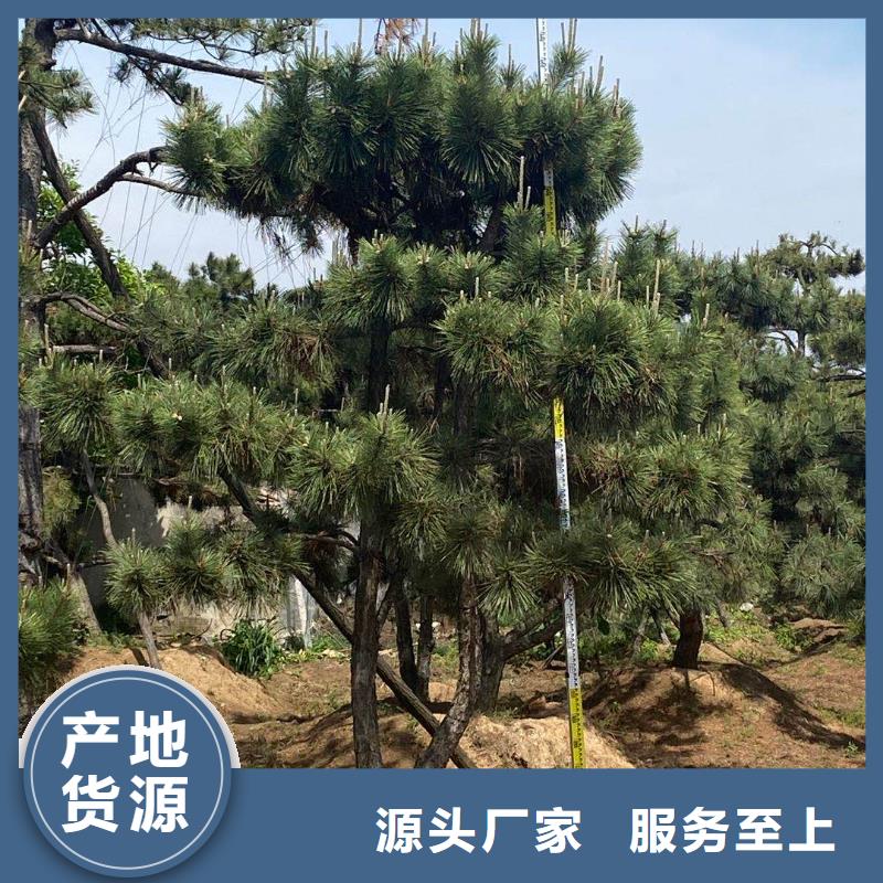 牡丹江平顶松-平顶松质量优_东实园林绿化有限公司