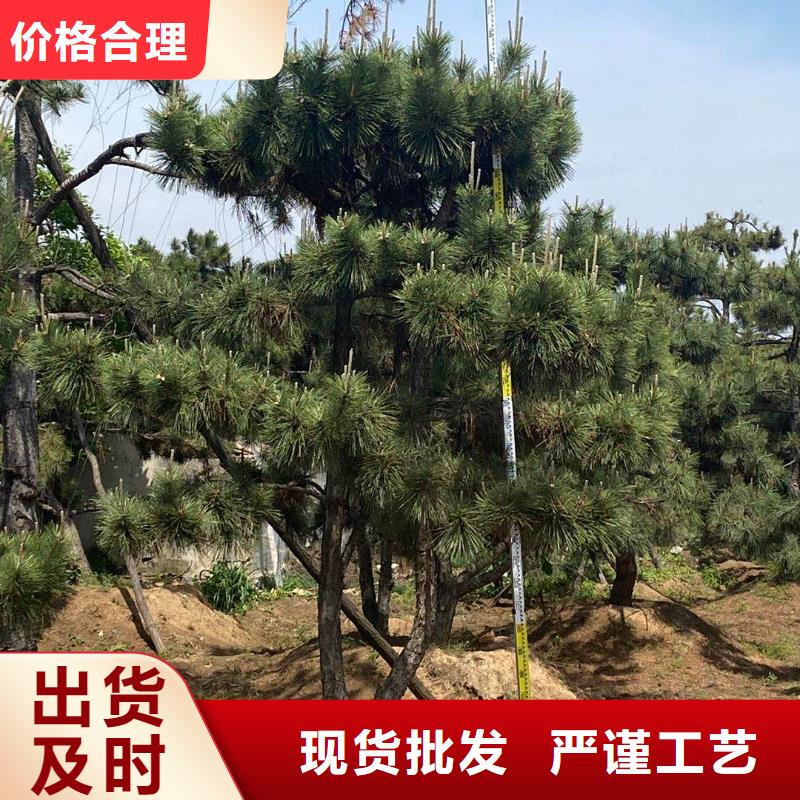 台湾造型油松信誉为重
