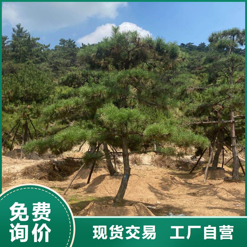 [鹤壁造型油松优质商家]_东实园林绿化有限公司