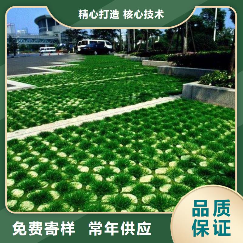 植草格【三维植被网】厂家新品