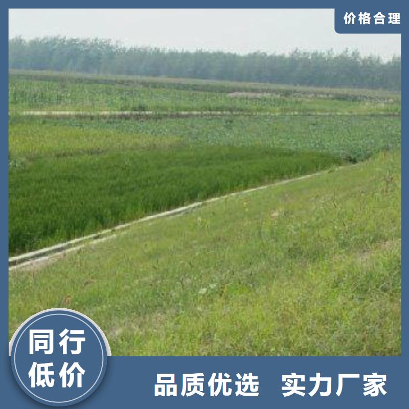 莆田河道护坡三维植被网厂家供应