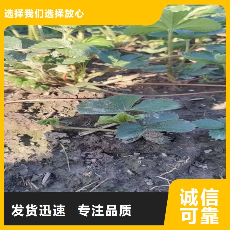 太原营养钵苗草莓苗