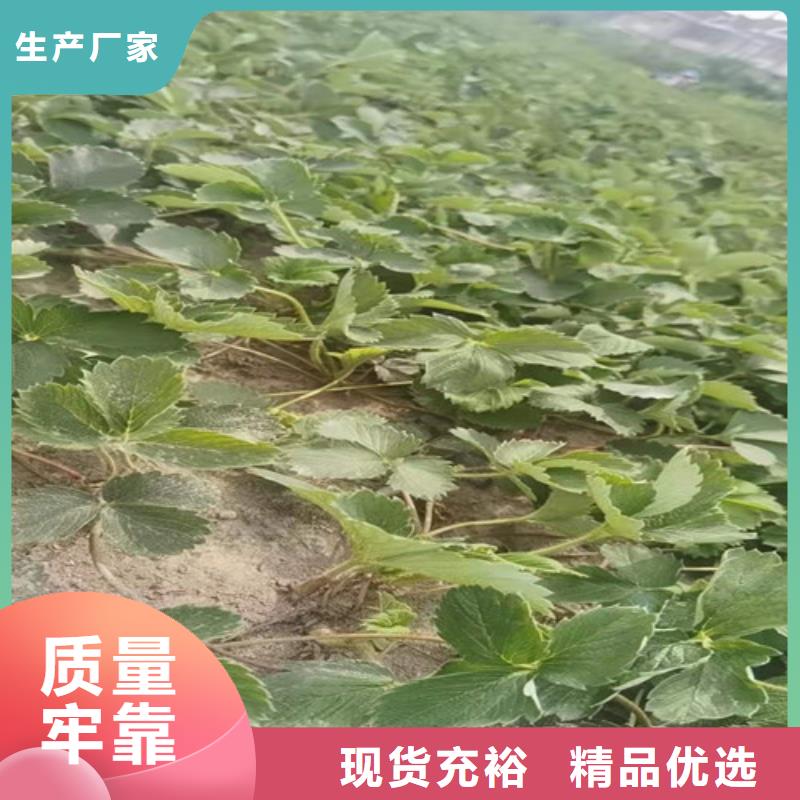 青岛蒙特瑞草莓种苗