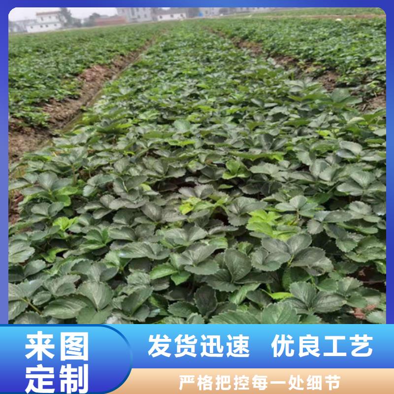 菏泽布兰瑞克无花果苗哪里有卖的