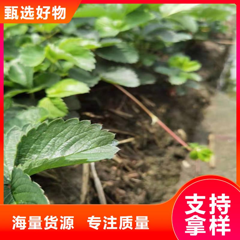 草莓苗花椒苗严格把关质量放心