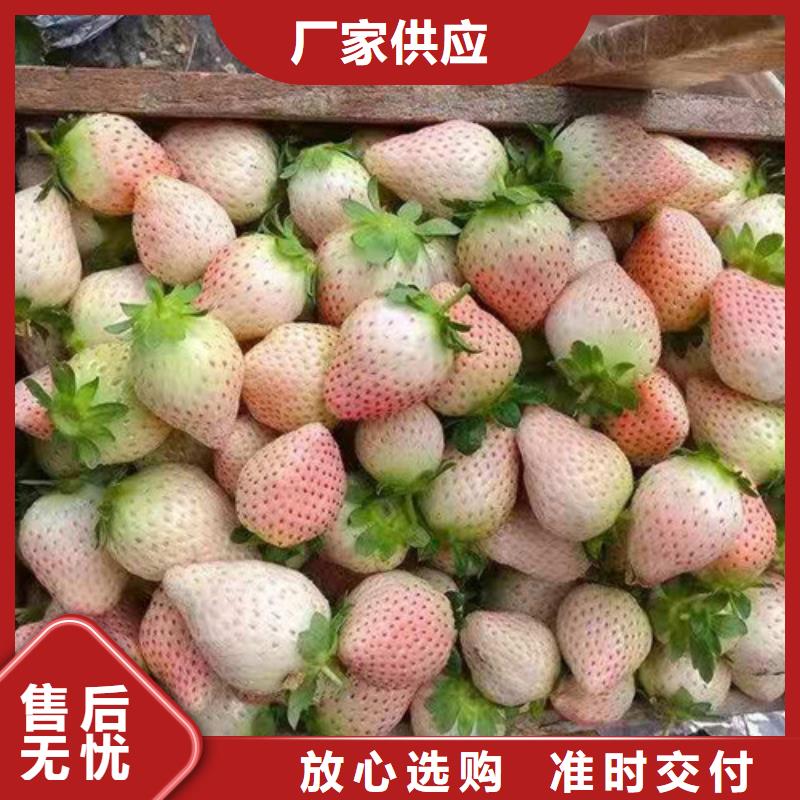 惠州红袖添香草莓苗
