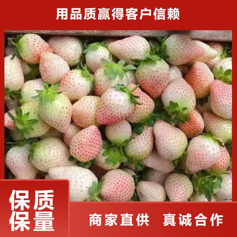 南京甜查理草莓苗