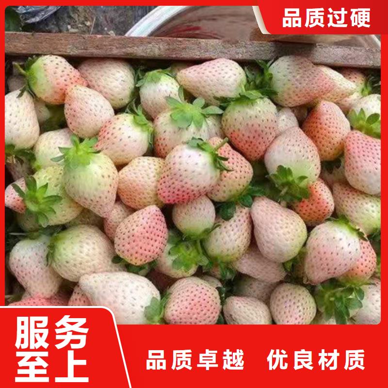 淮北淡雪草莓苗
