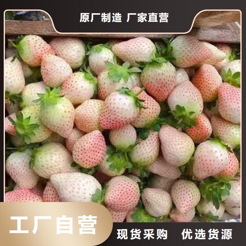 铁岭久香草莓苗