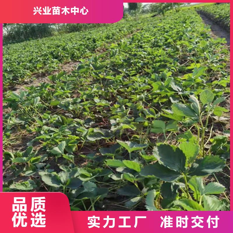 肇庆四季草莓蒙特瑞草莓苗