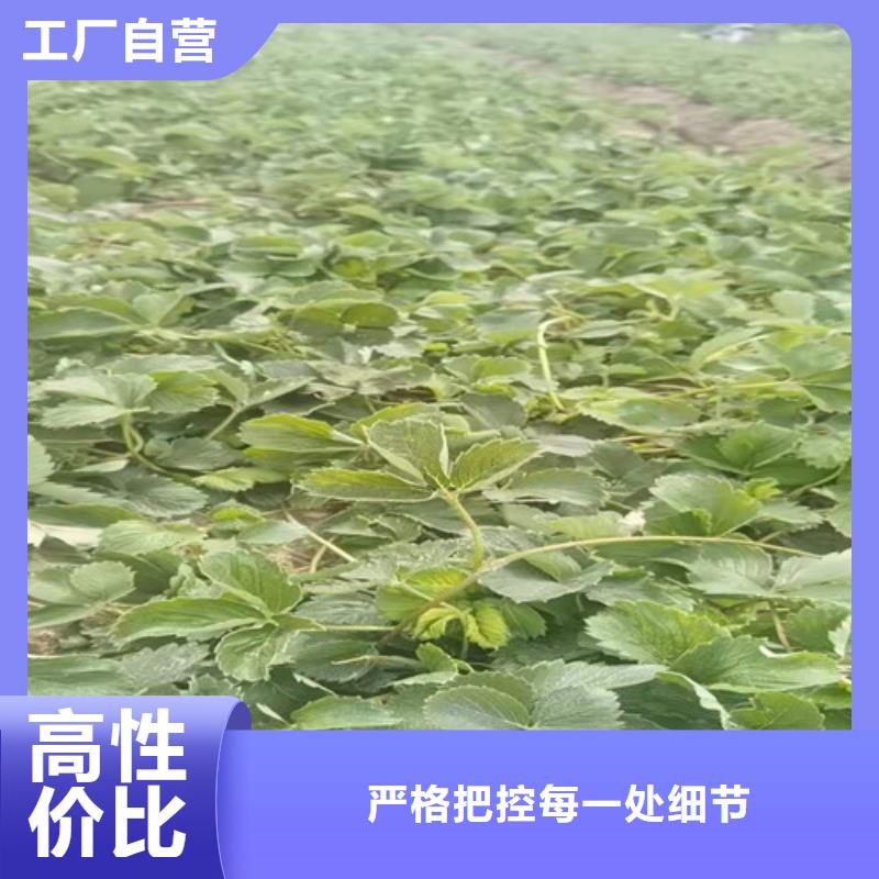 优选：漳州妙香3号草莓苗