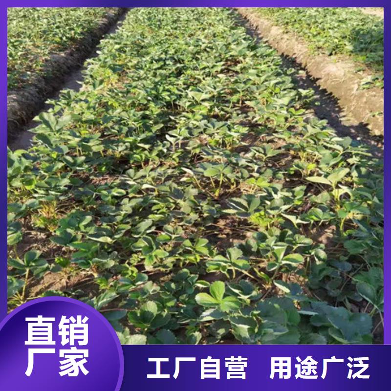 肇庆四季草莓蒙特瑞草莓苗