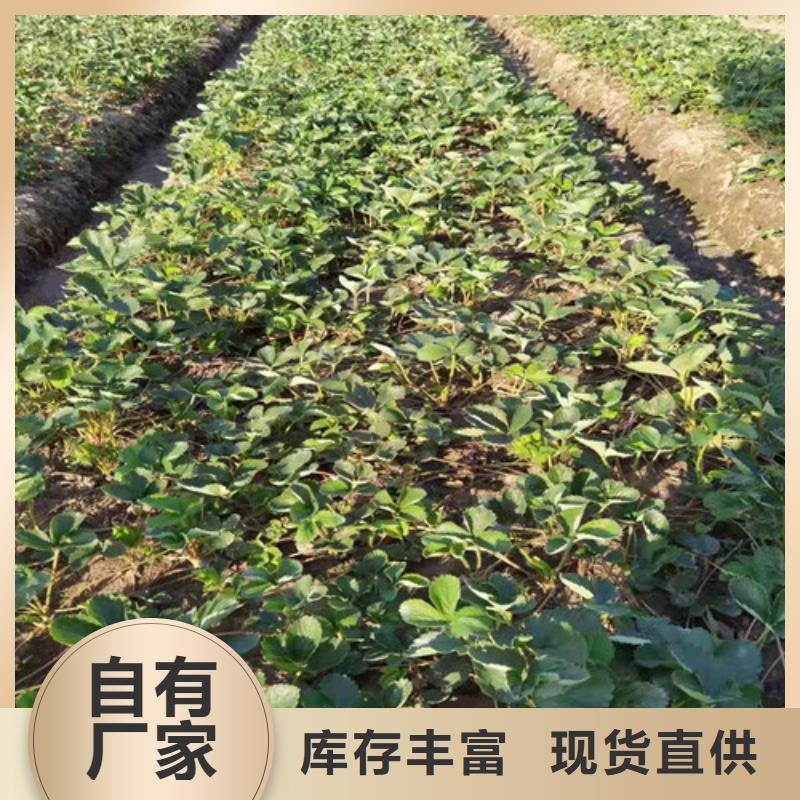 惠州红袖添香草莓苗