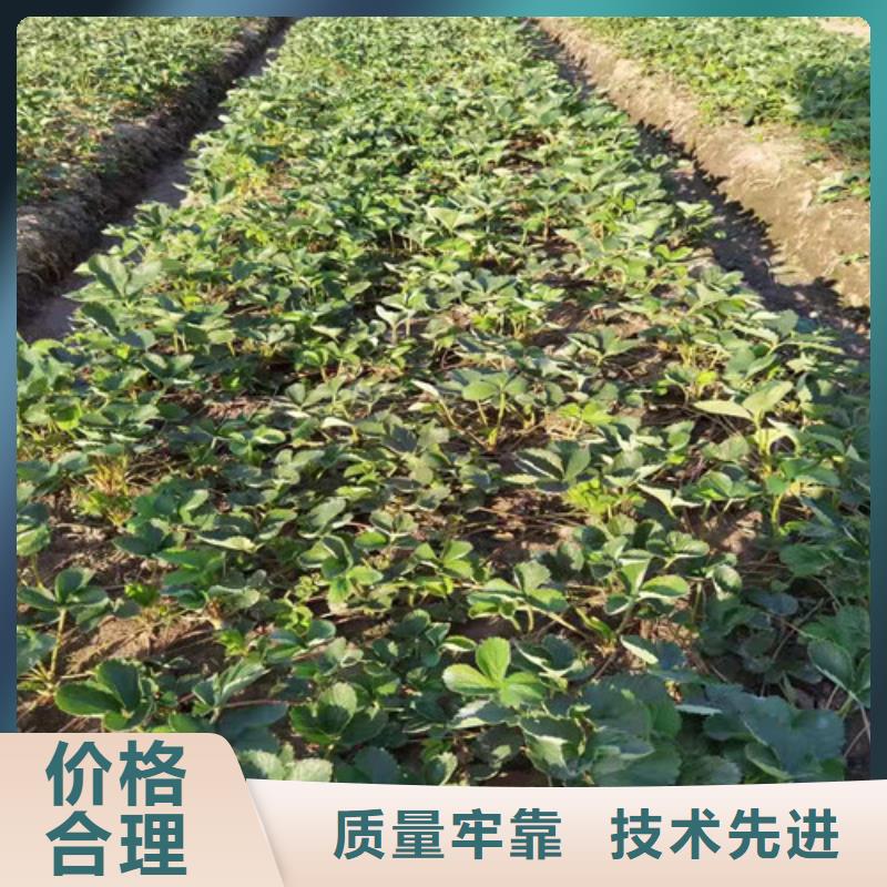 优选：漳州妙香3号草莓苗