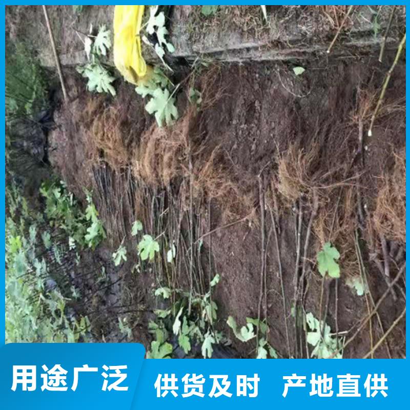 秦皇岛芭劳奈无花果苗病虫防治